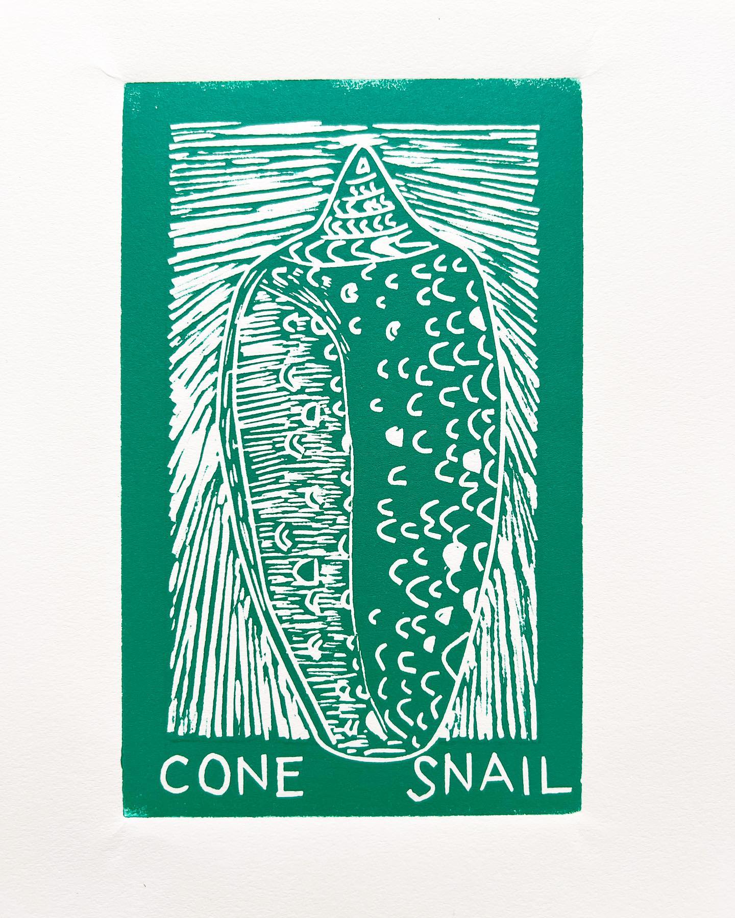Cone snail