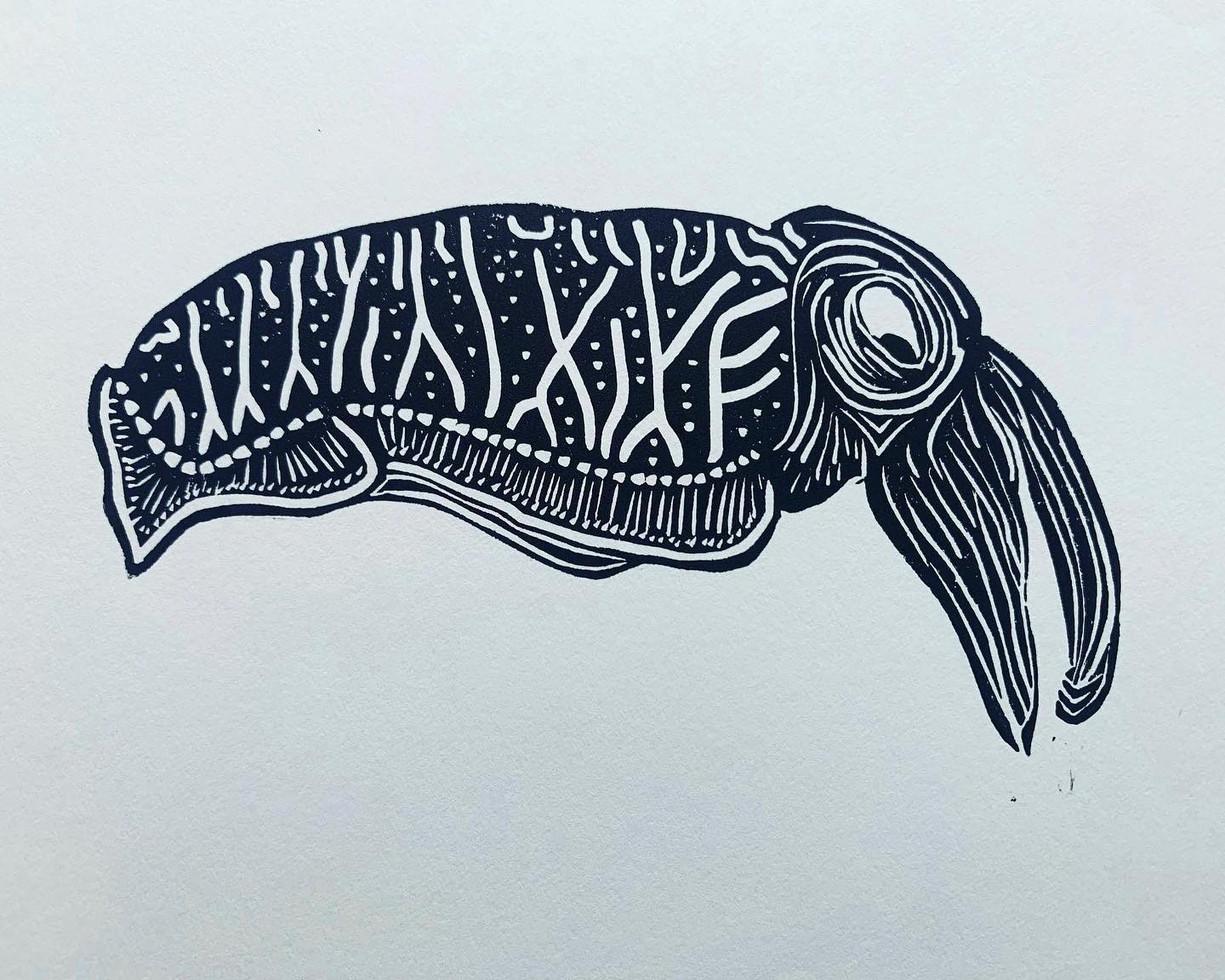 Cuttlefish