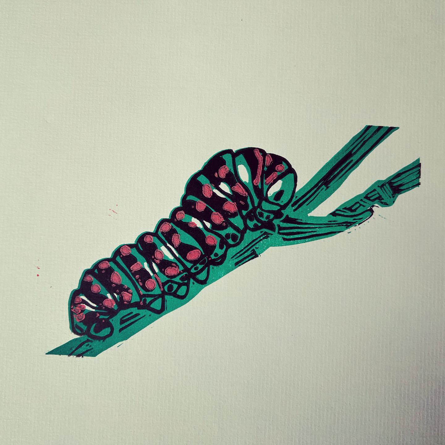 Swallowtail caterpillar 1