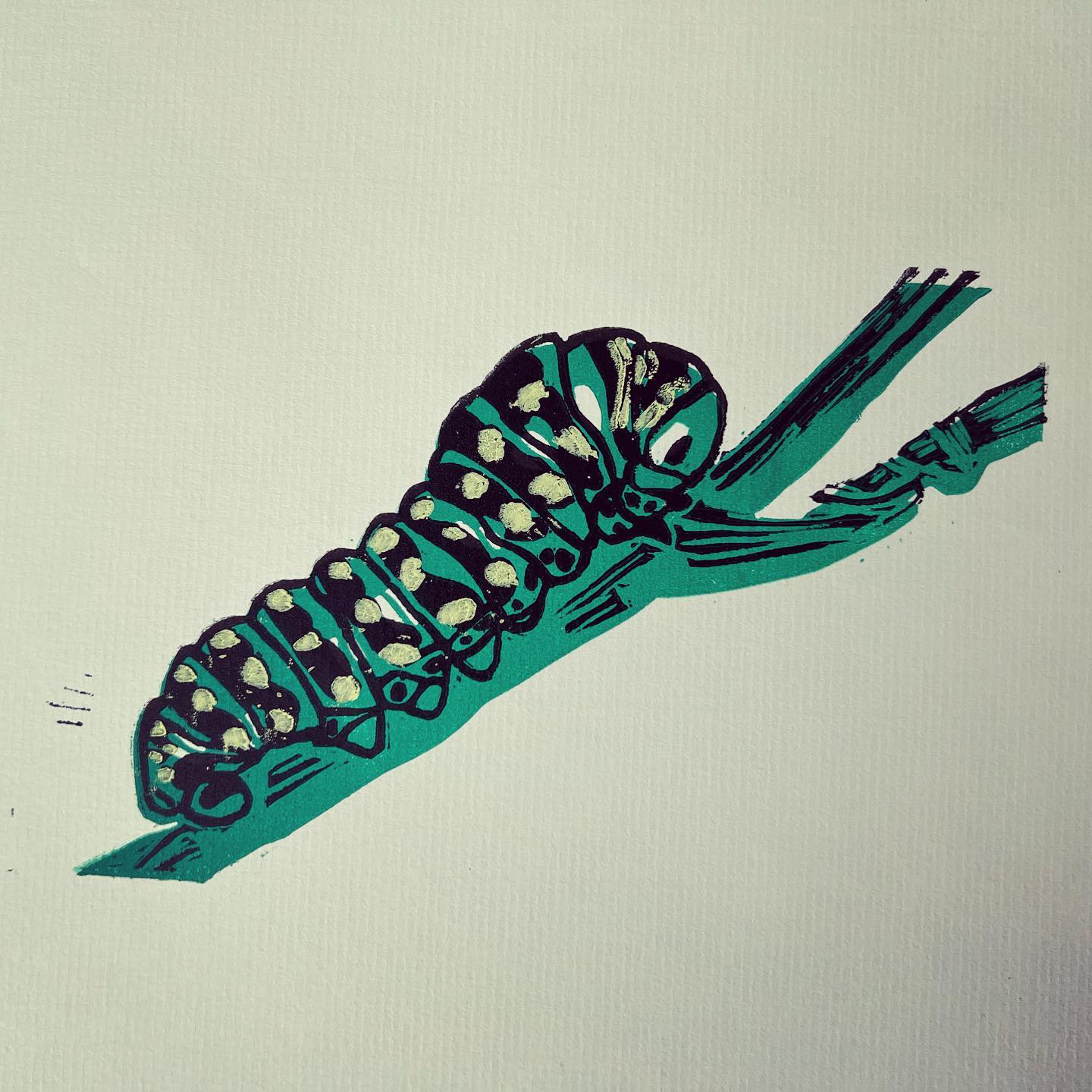 Swallowtail caterpillar 2